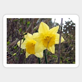 Yellow Daffodils Sticker